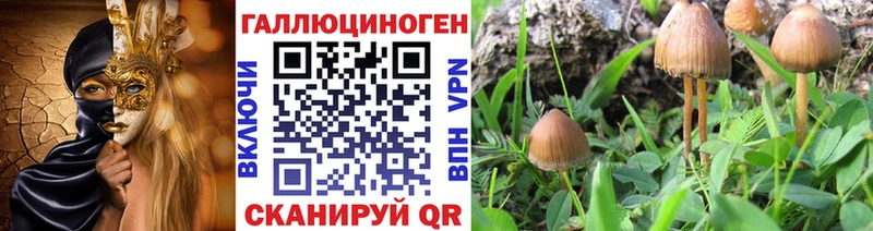 где купить наркотик  Михайловка  Псилоцибиновые грибы MAGIC MUSHROOMS 